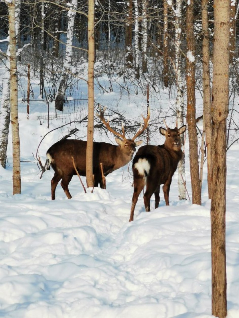 Жители зимнего леса