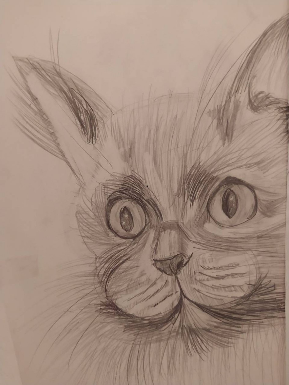 Смышленый кот