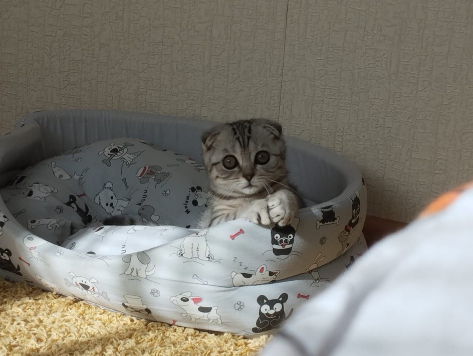 Королева с усами