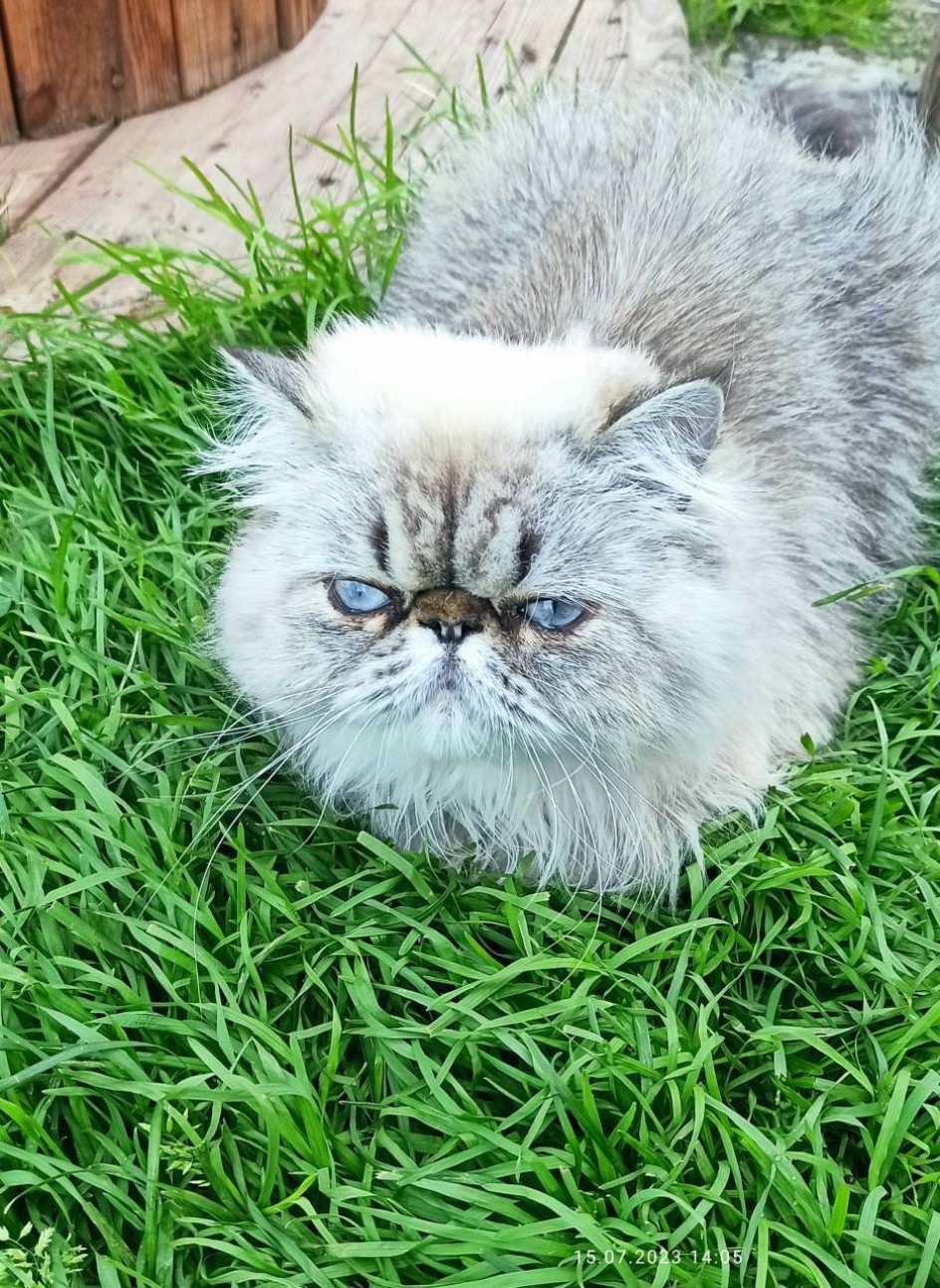 Котя на прогулке