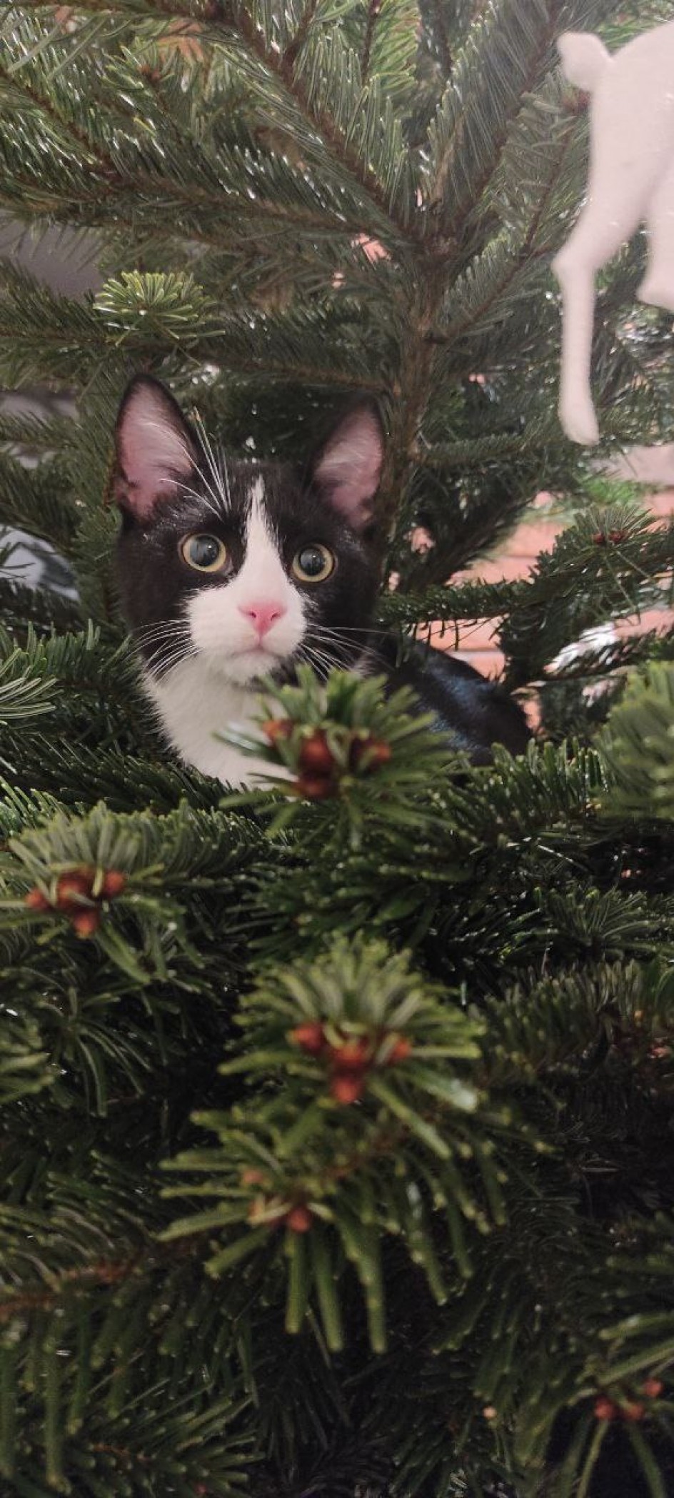Новогодний котик