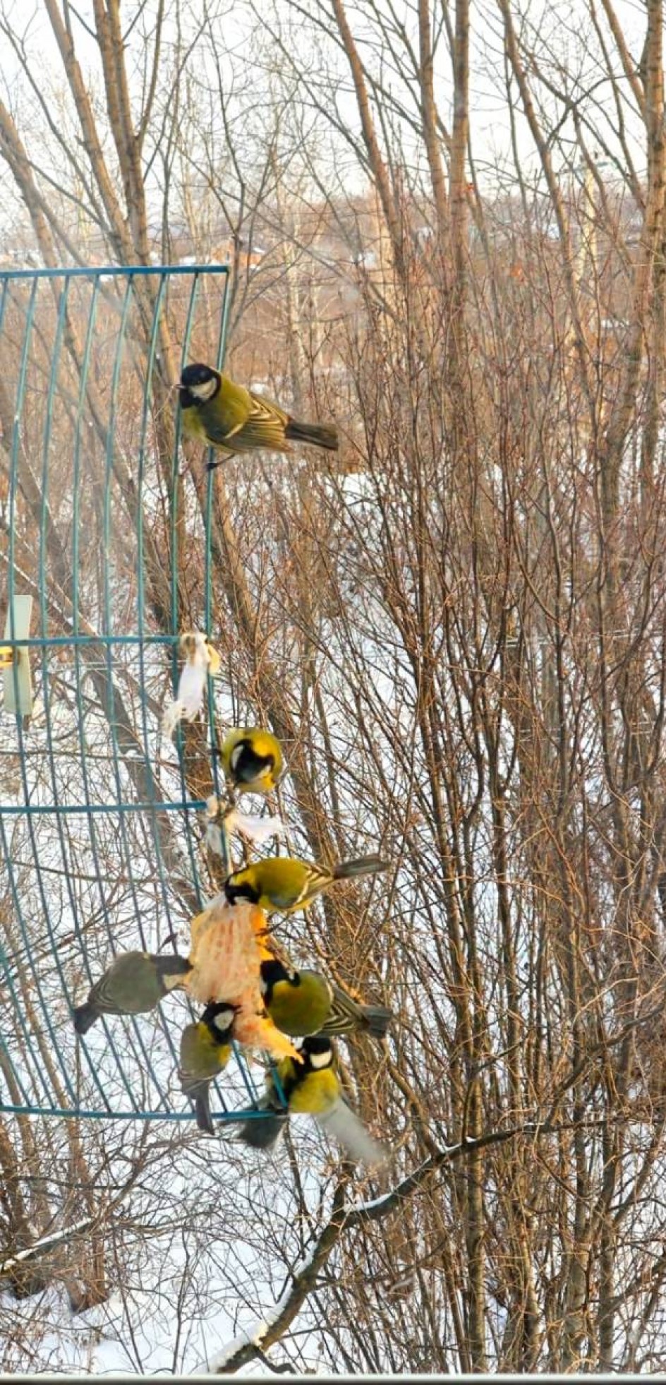 Синички