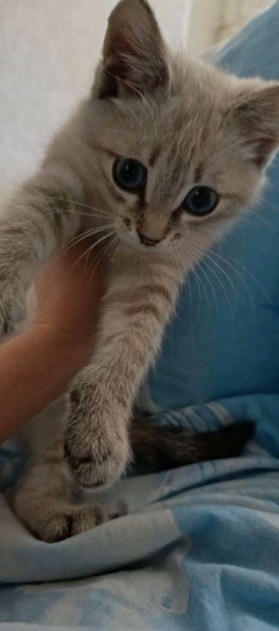 Мой котик
