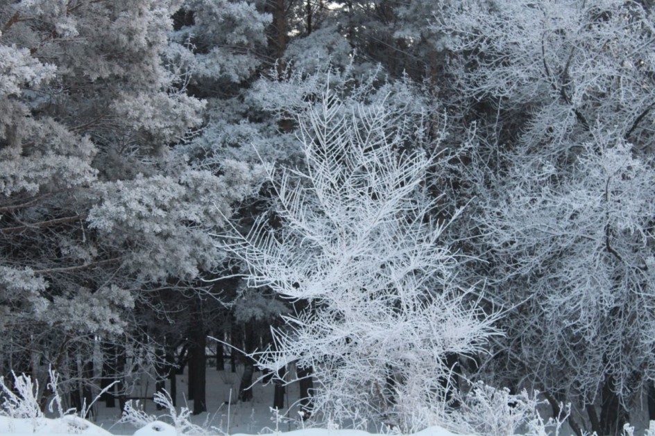 Зимний лес