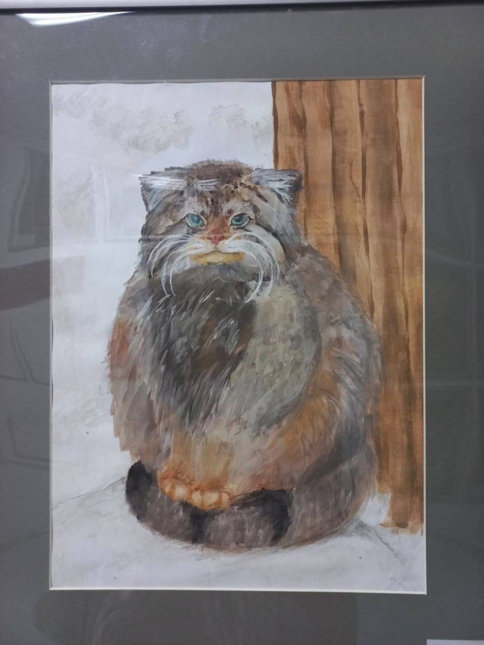 Манул - дикий кот