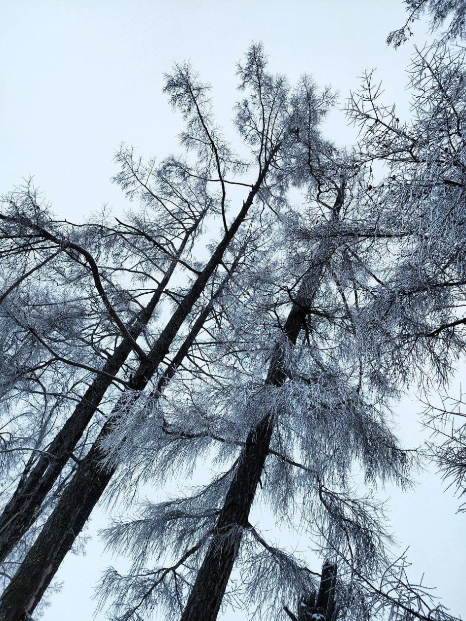 "Зимний лес"