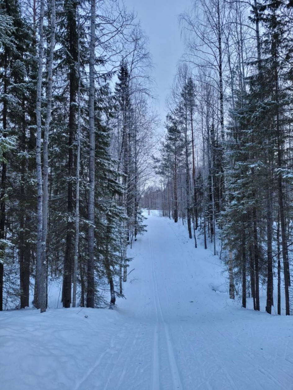 Сквозь лес