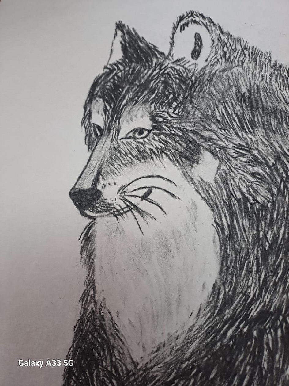 Моя Хаска