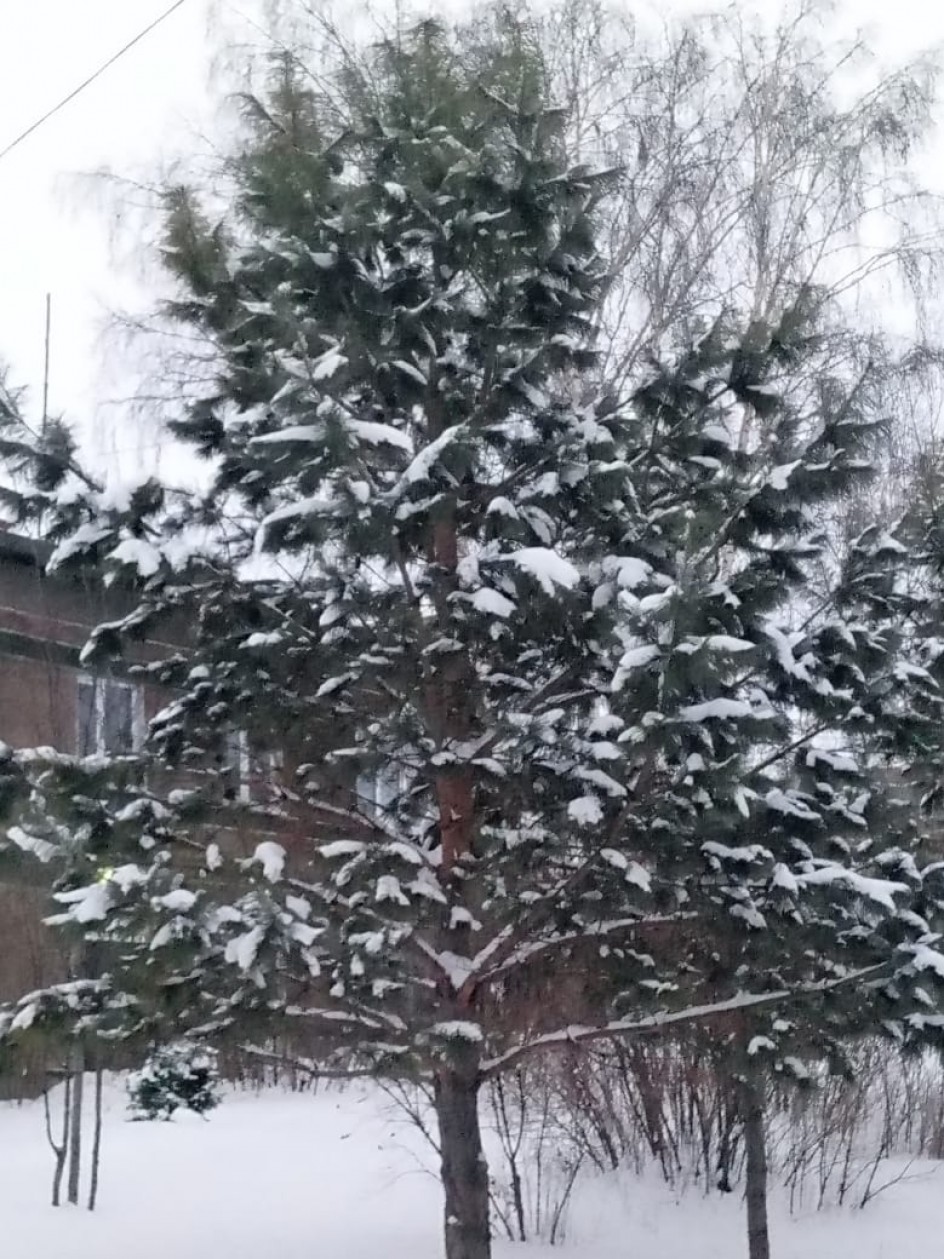"Снежно-белые наряды зимы"