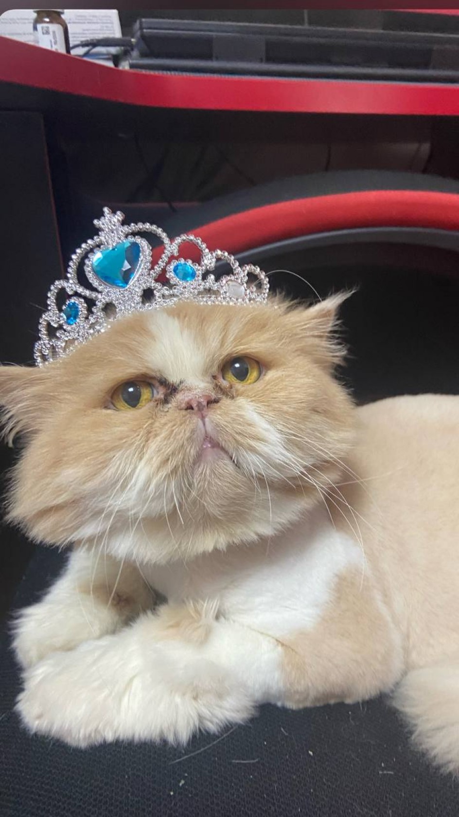 Король котов