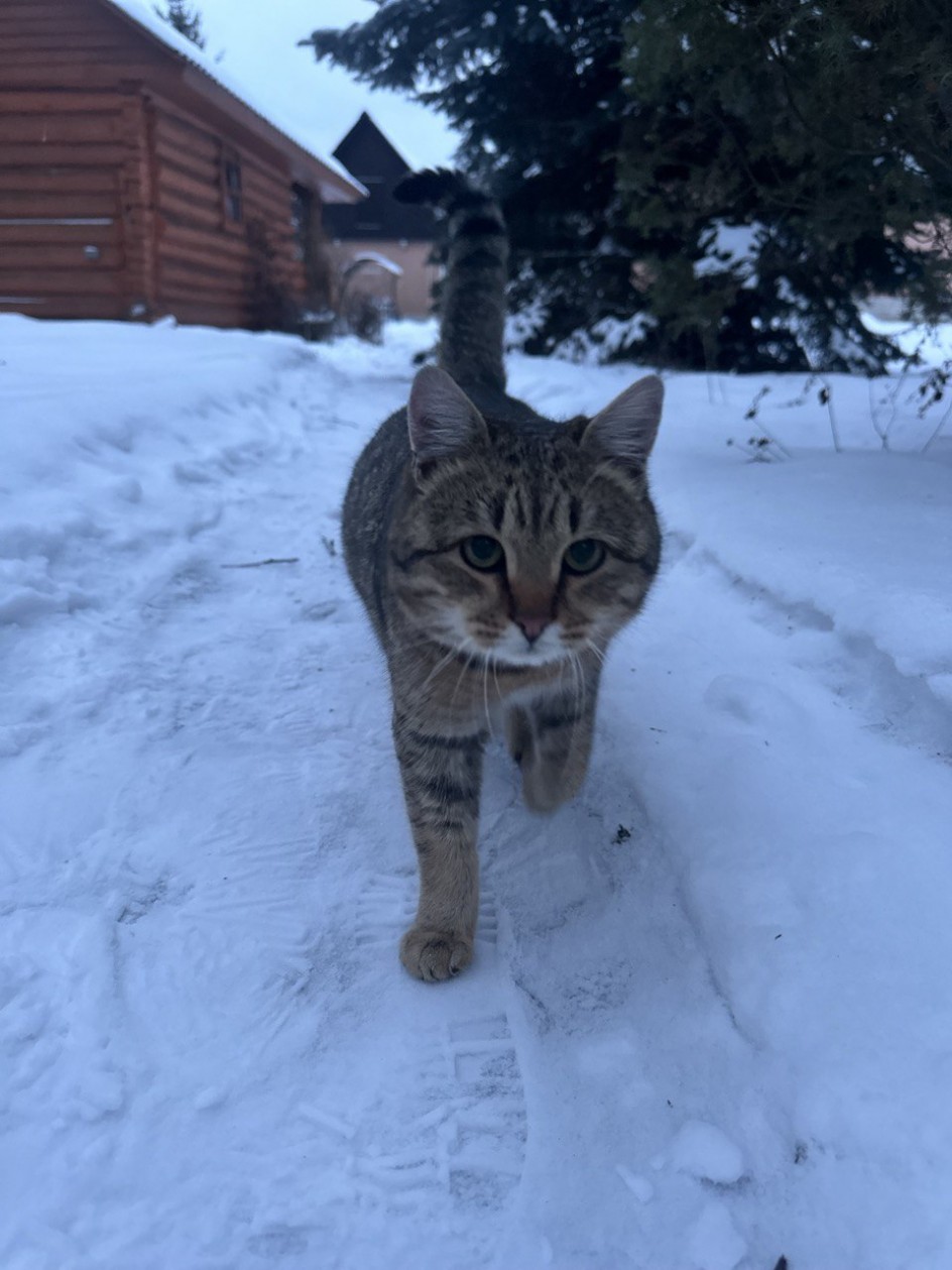 Соседский кот