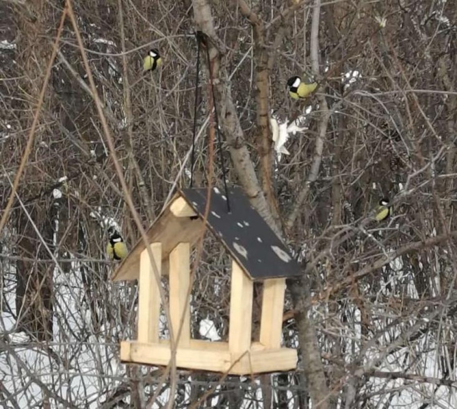 Столовая для птиц