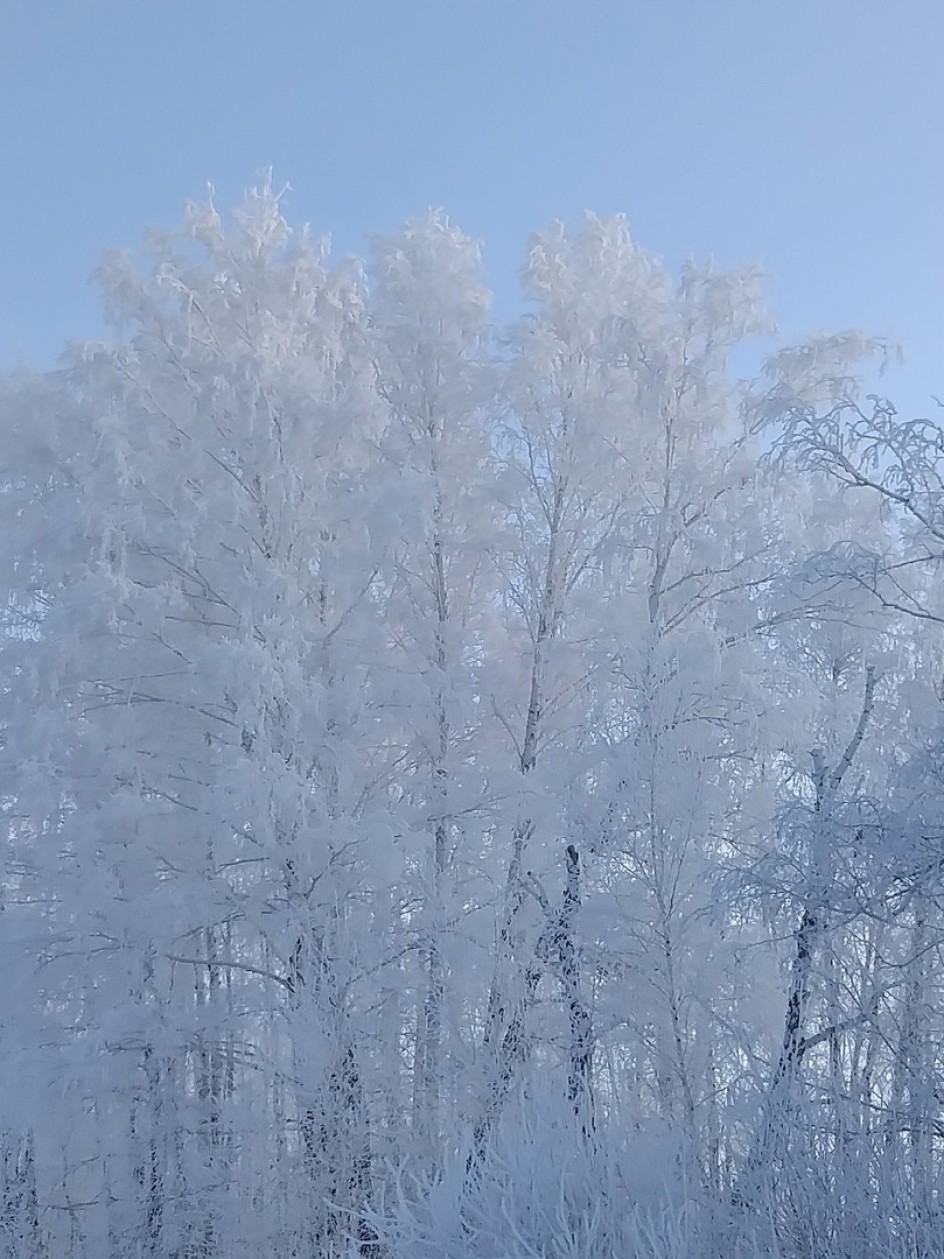 Зимний лес