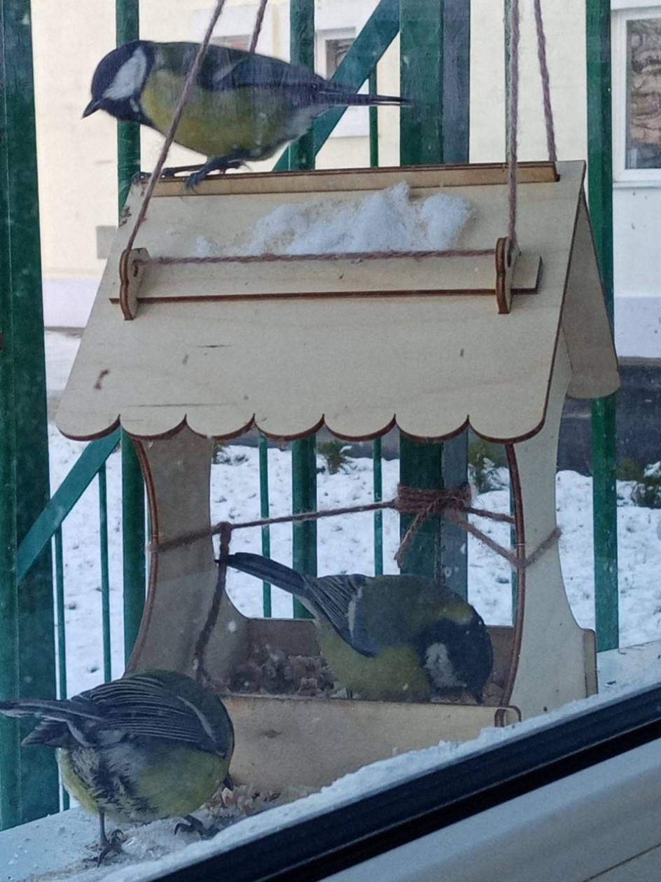 Семья пернатых