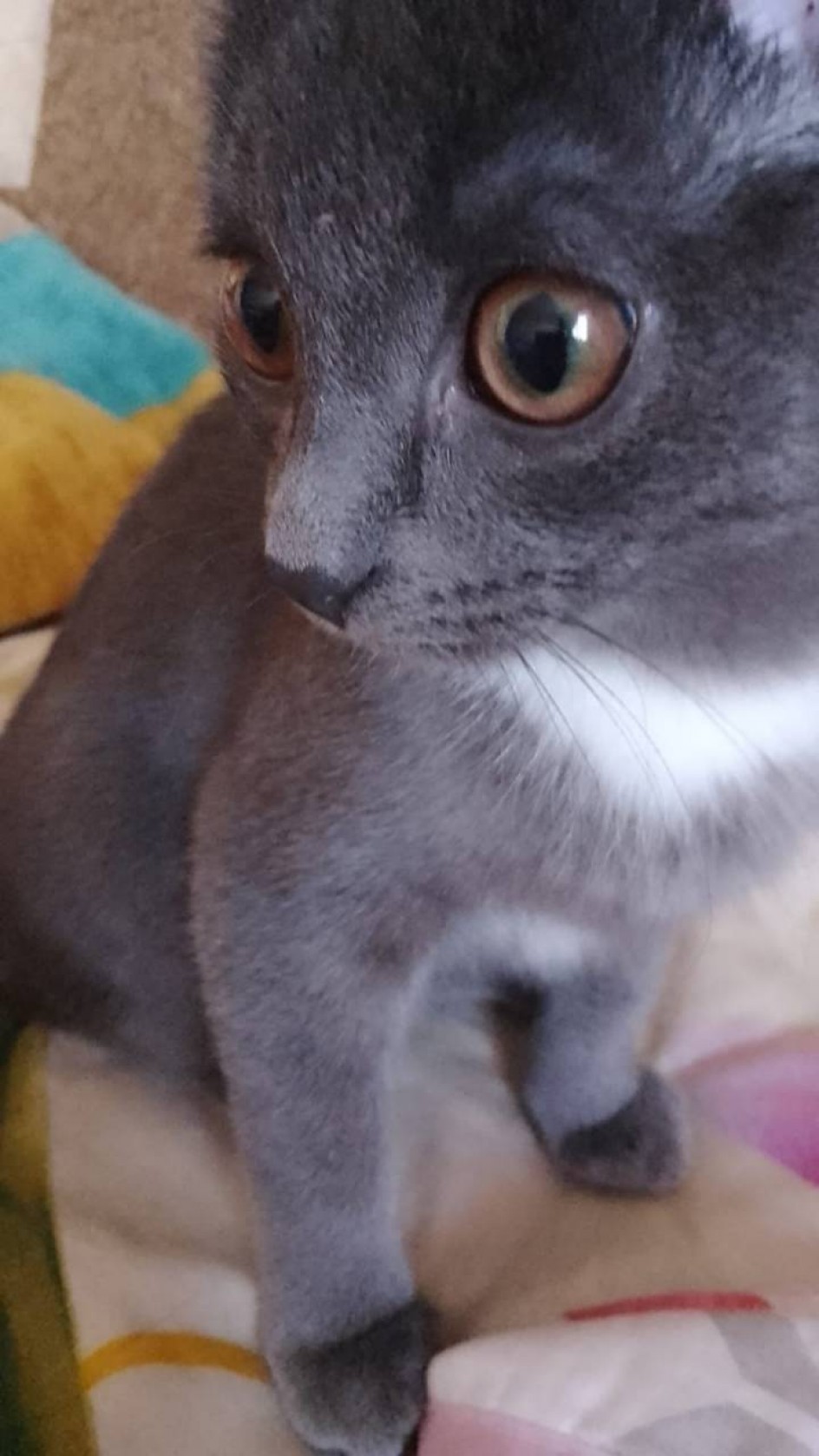Котёнок