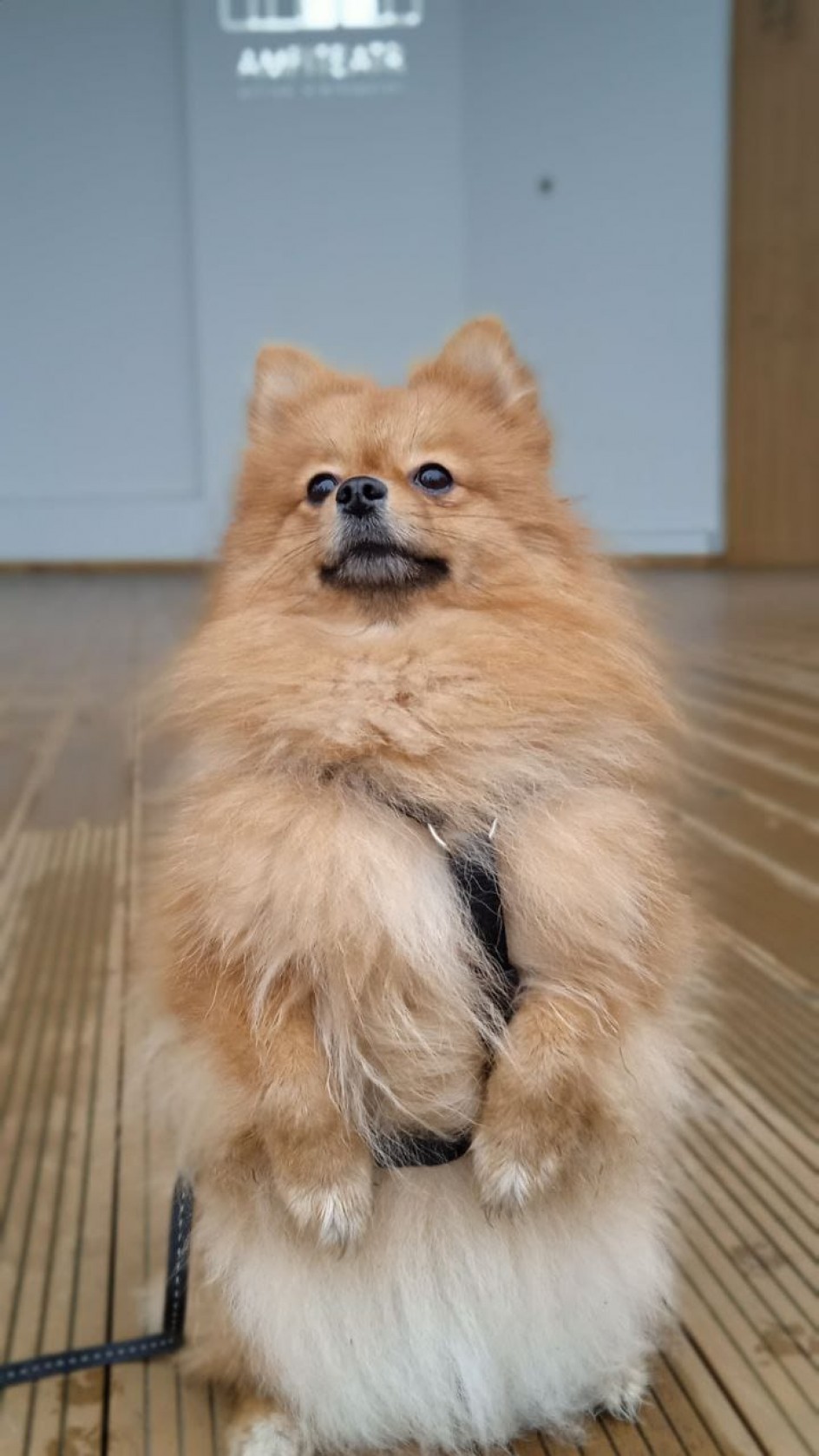 Собачка