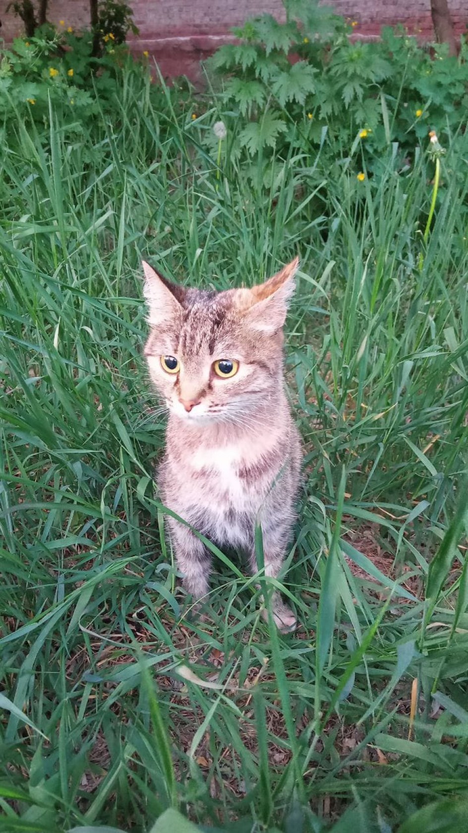 Котёнок