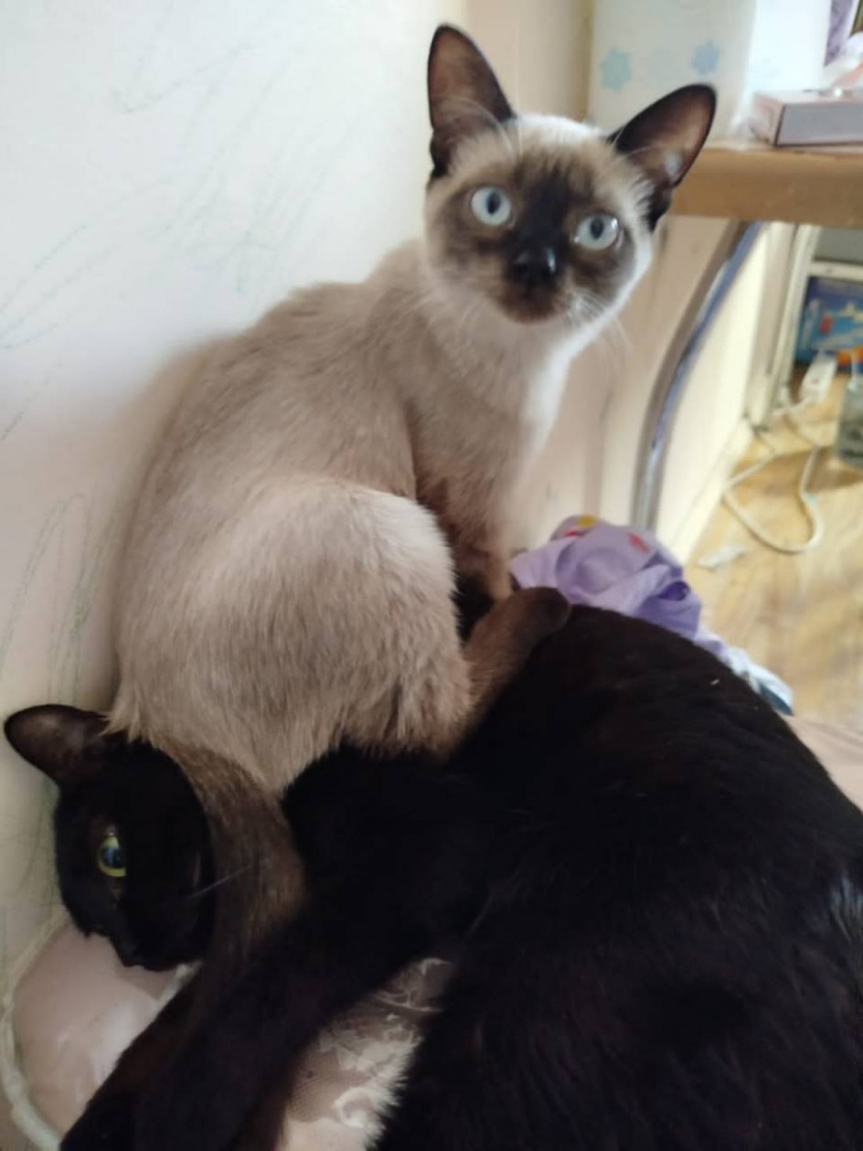 Мои коты
