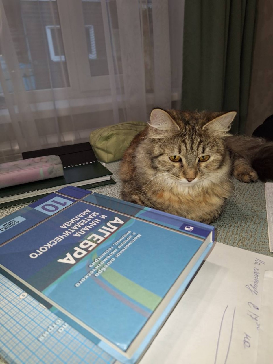Учёная кошка