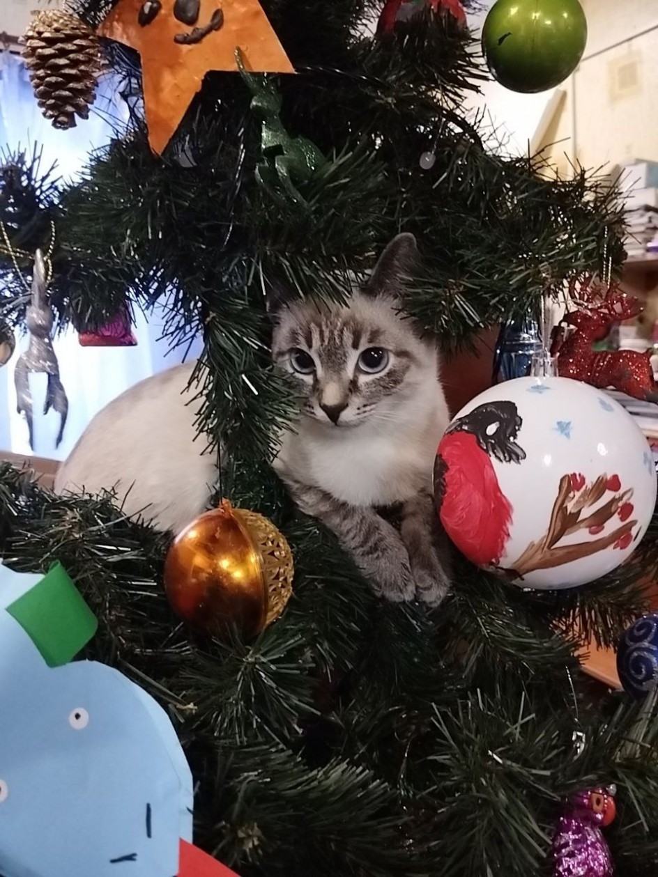 Высоко сижу - далеко гляжу!