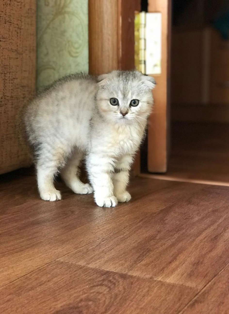 Симка