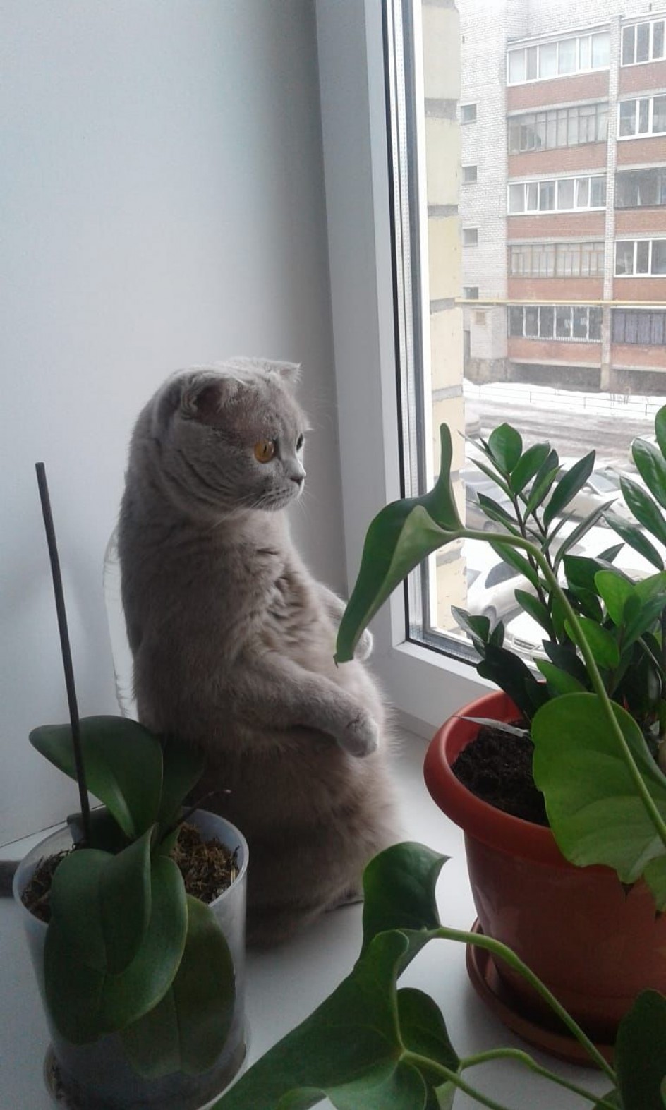 Нюша
