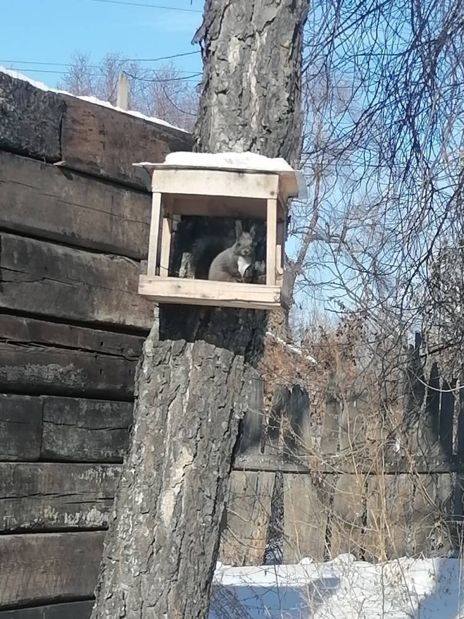 Жизнь в кормушке