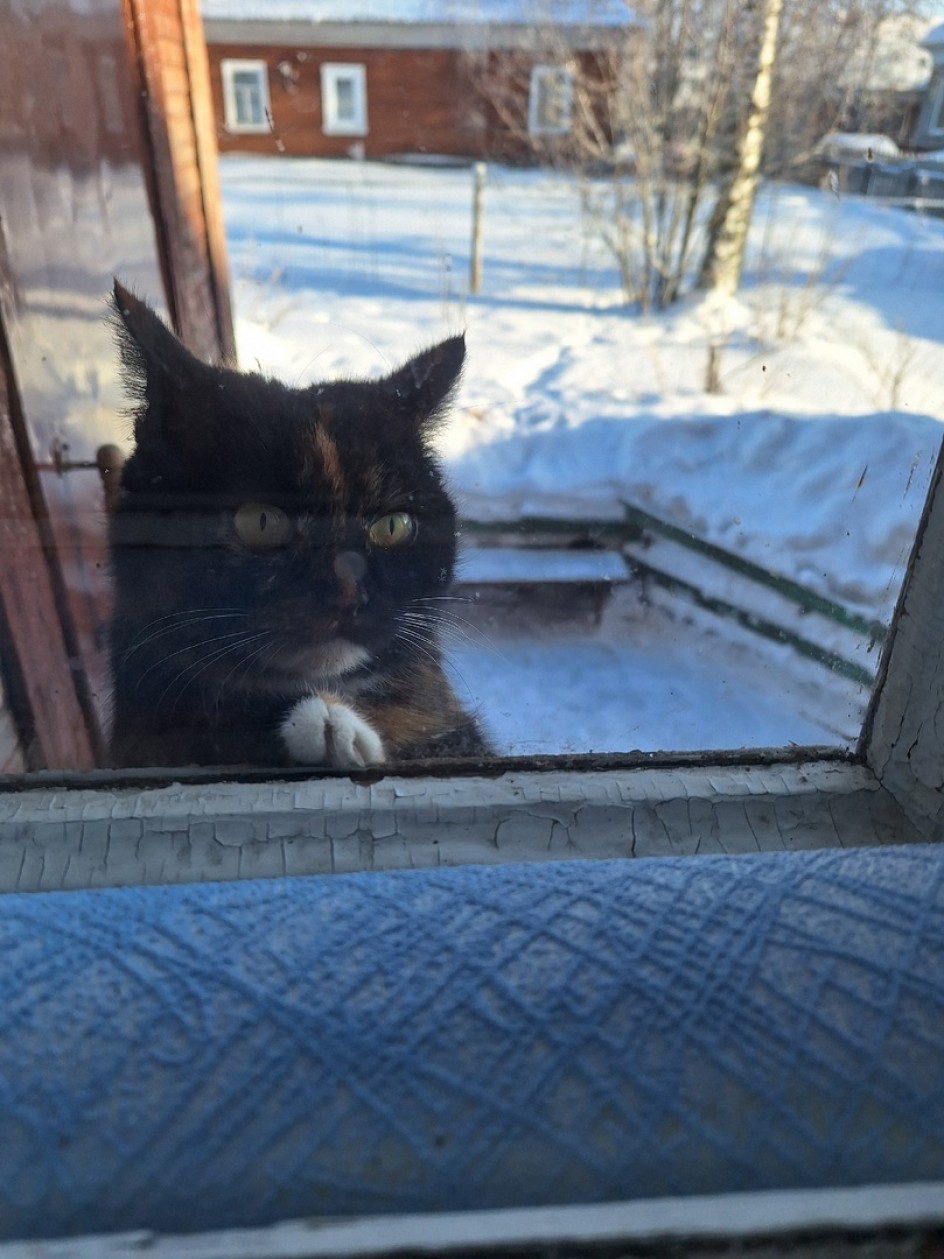 Мартовский кот