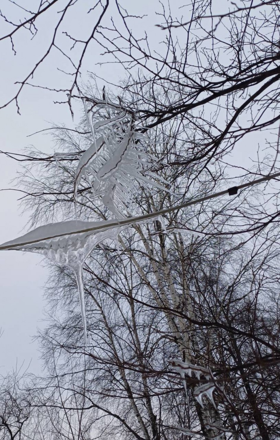 Волшебство леса