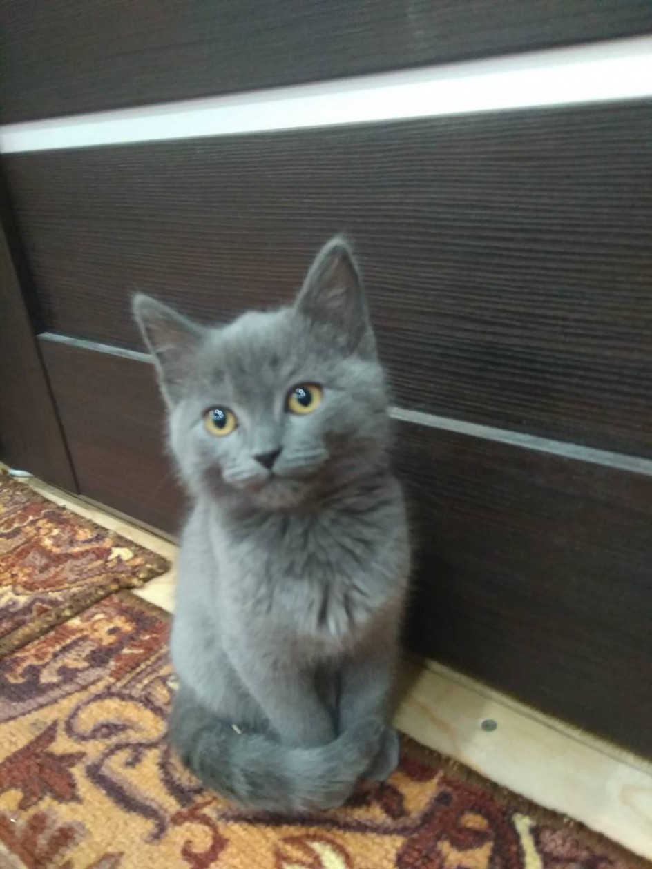Любимый кот Маркиз.