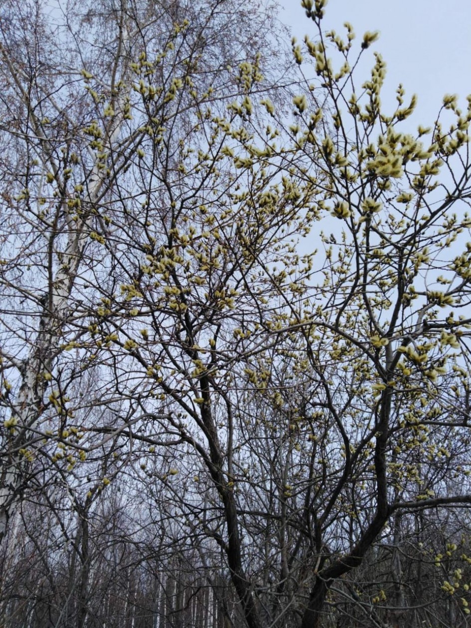 Пробуждение природы