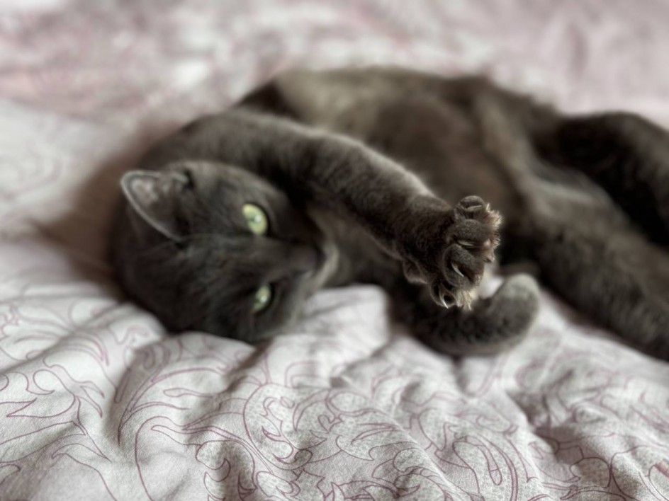 Моя кошка