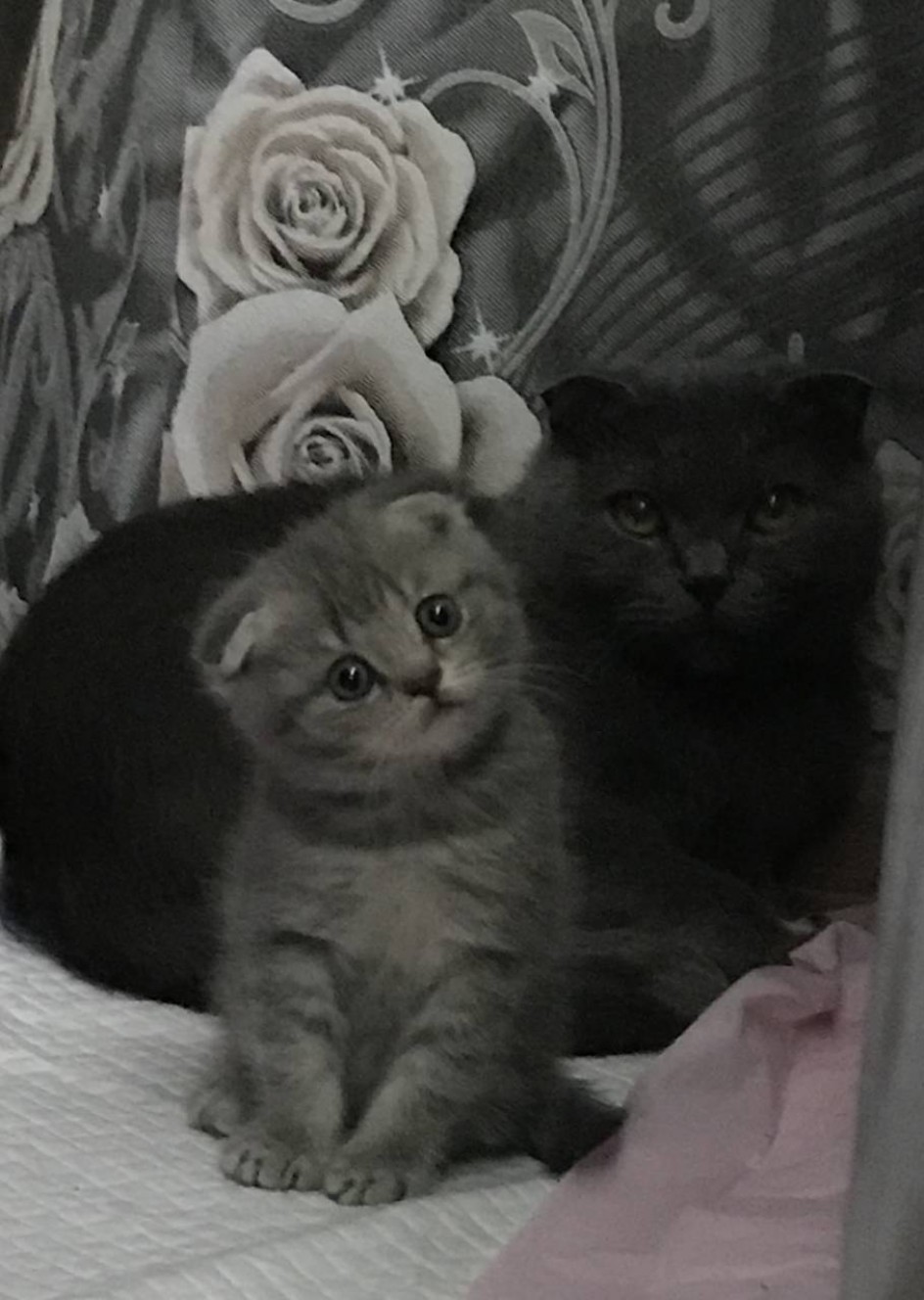 Мои любимые кошечки