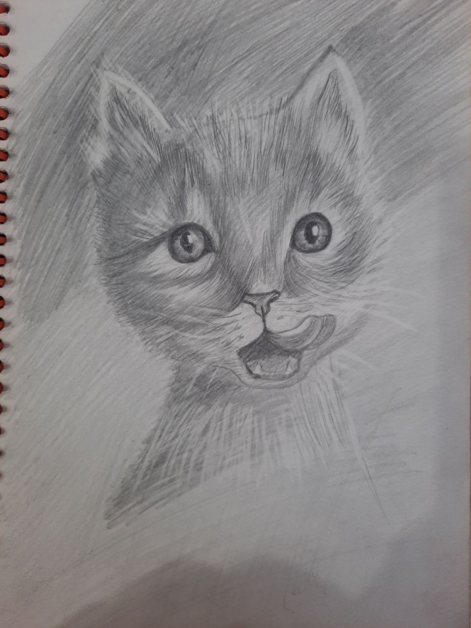 Кот