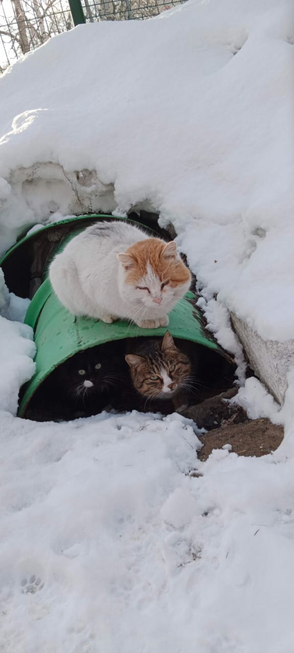 Найди кота