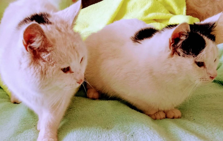 Солнечные котики ☀️