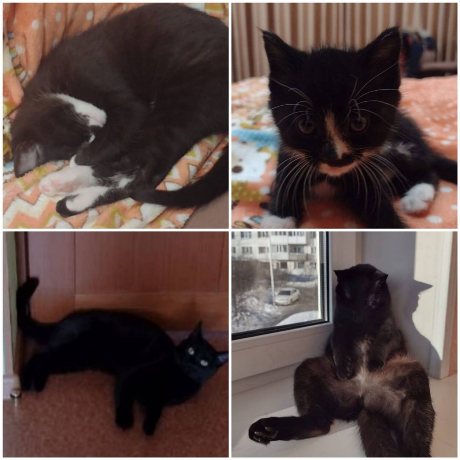 "Чёрный кот, чёрная кошка"