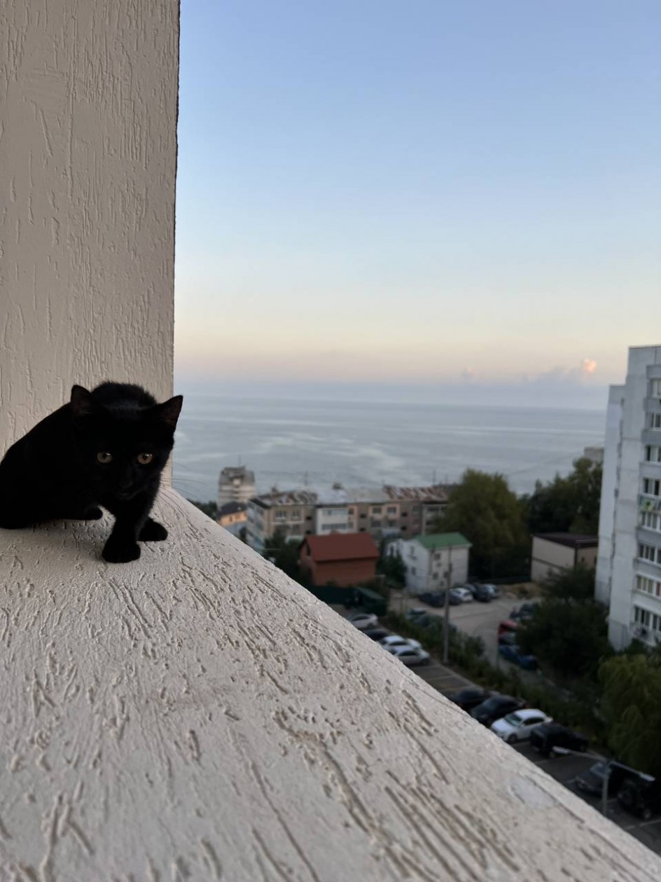 Моя пантера