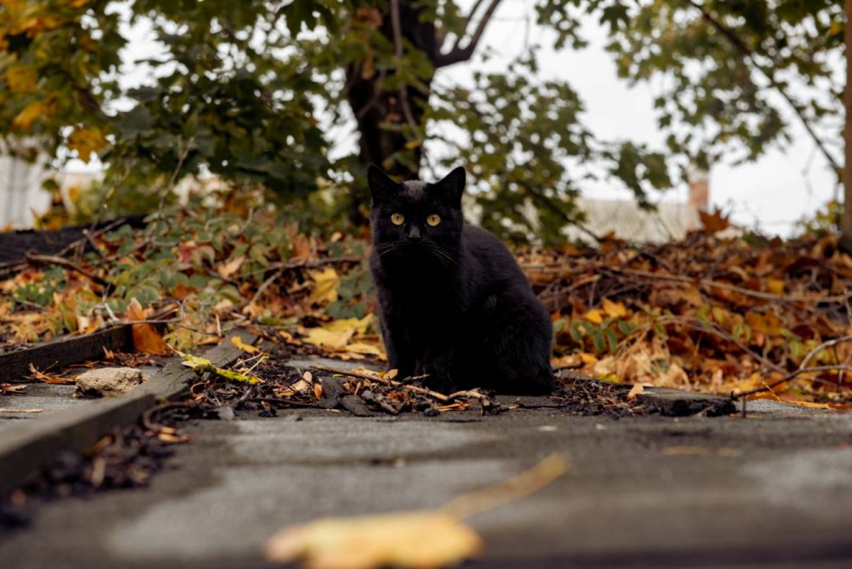 Кот осенью
