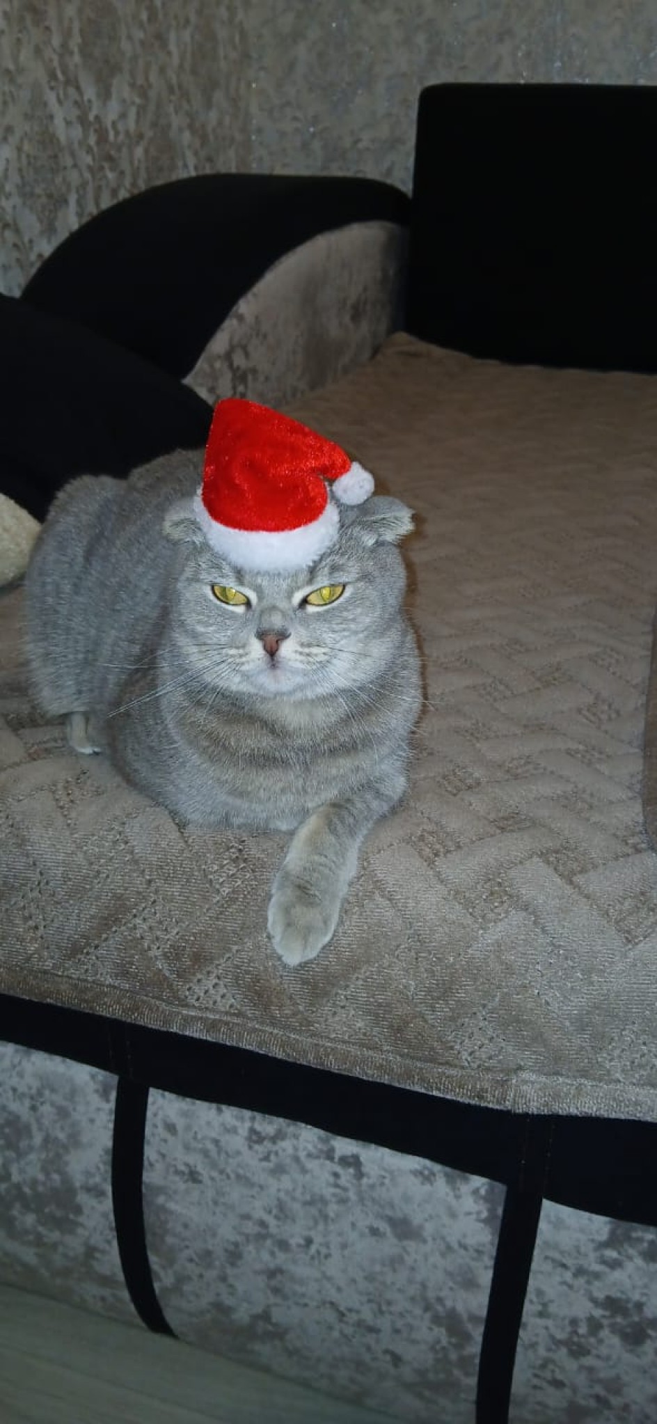 Моя любимая кошка