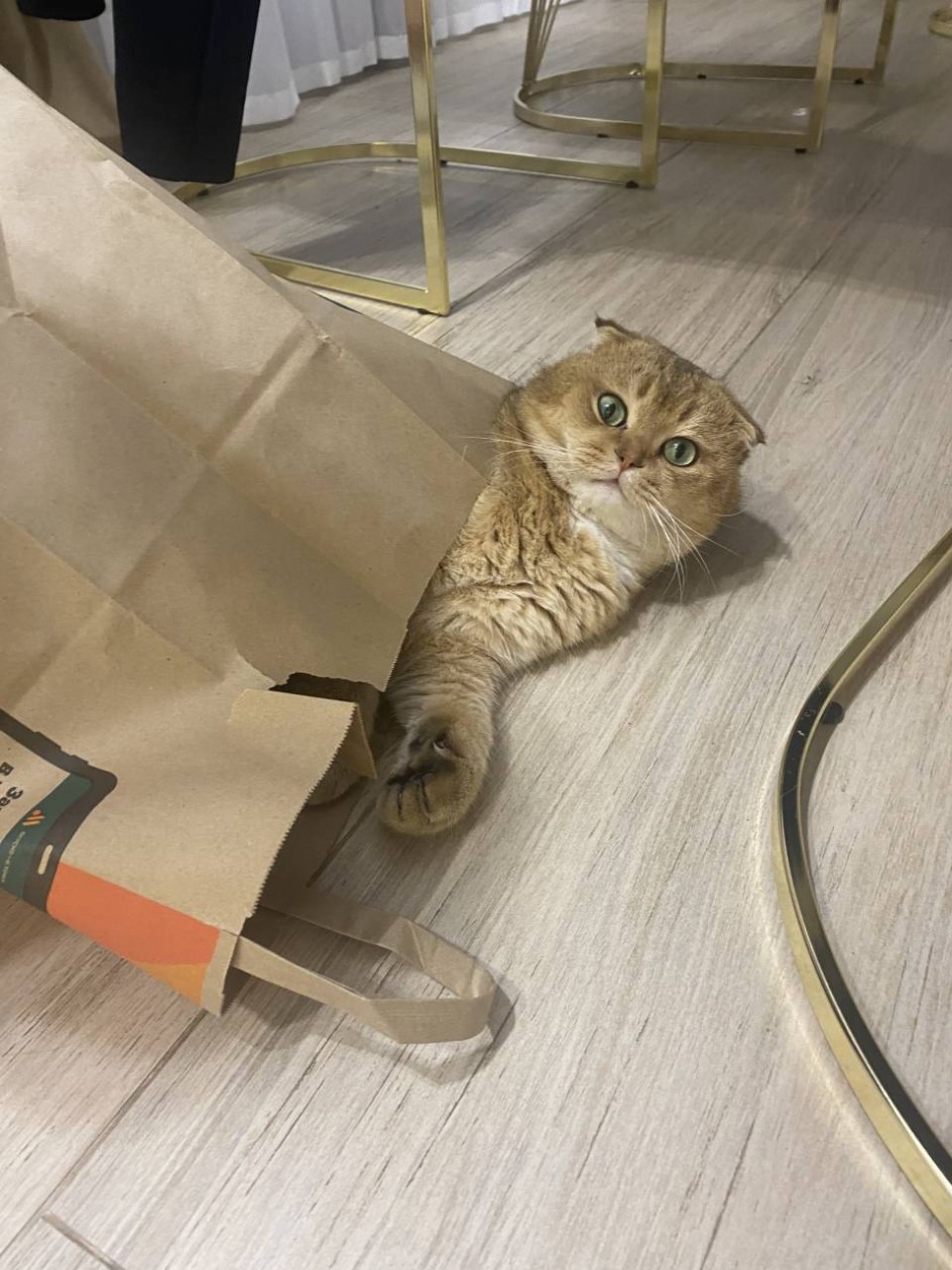 Мой рыжий кот