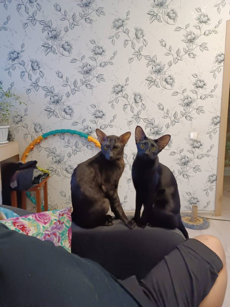 Коты Луна и Шелс