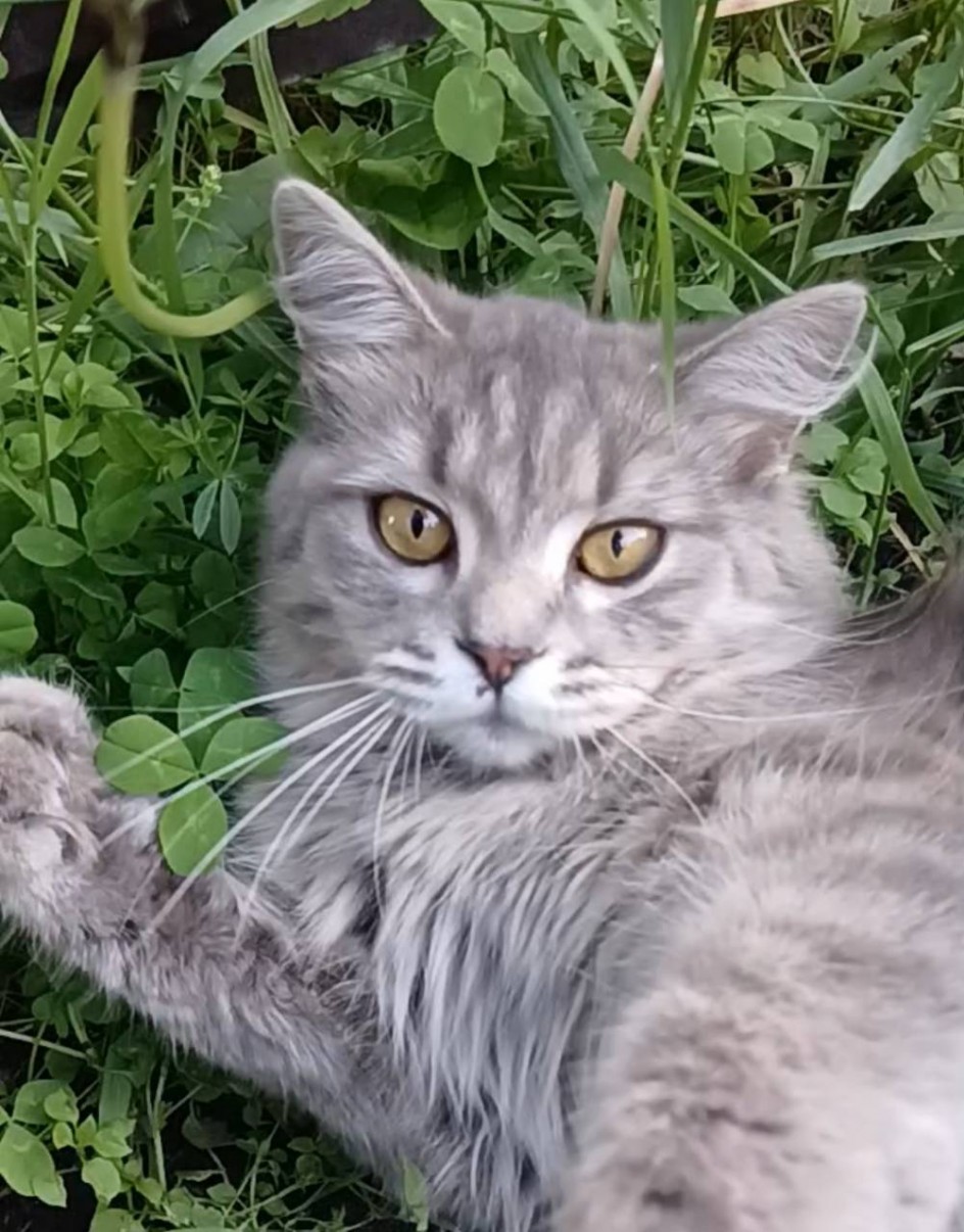 Моя кошка Лара