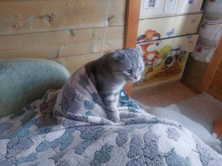 На страже дома