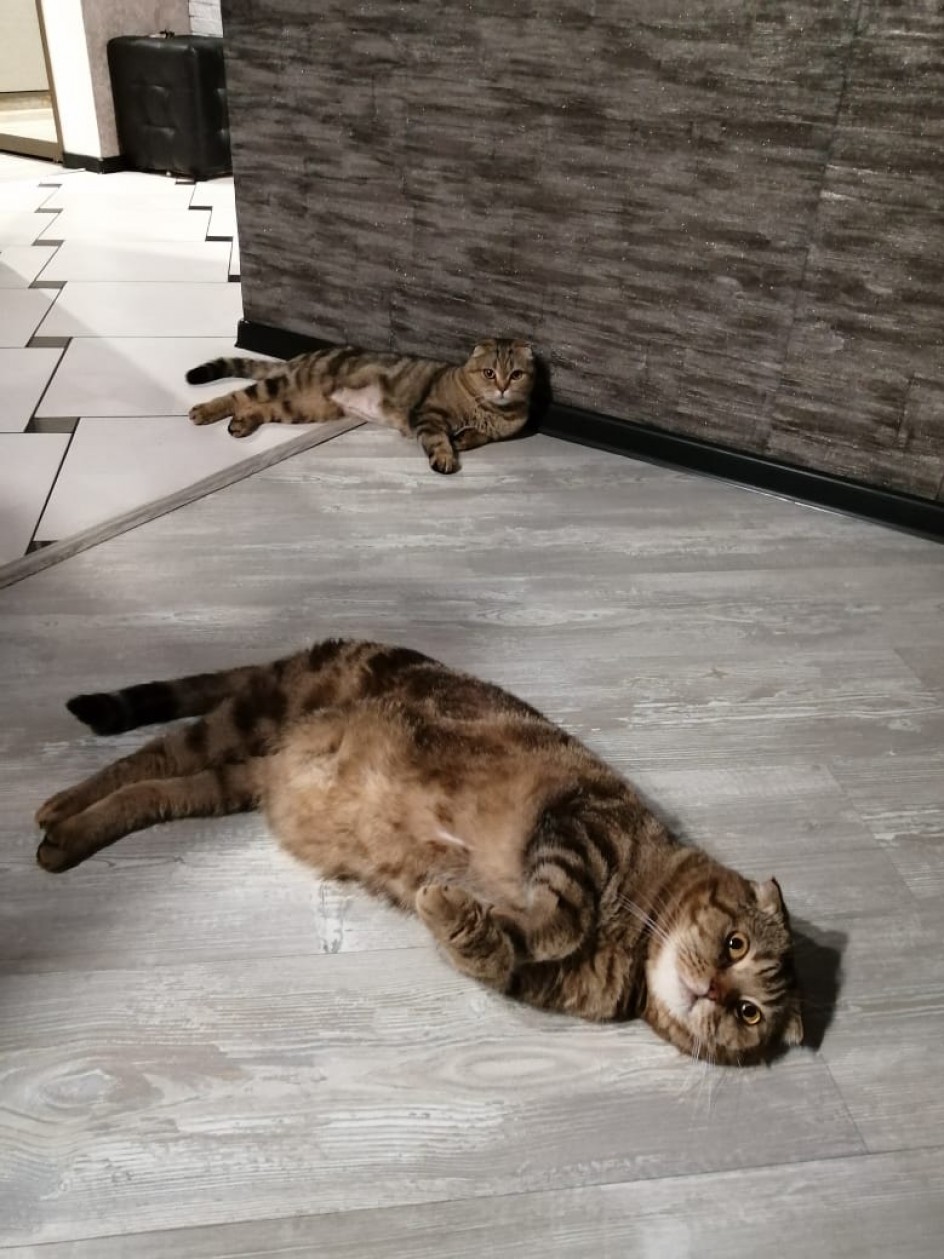Мои любимые котятки