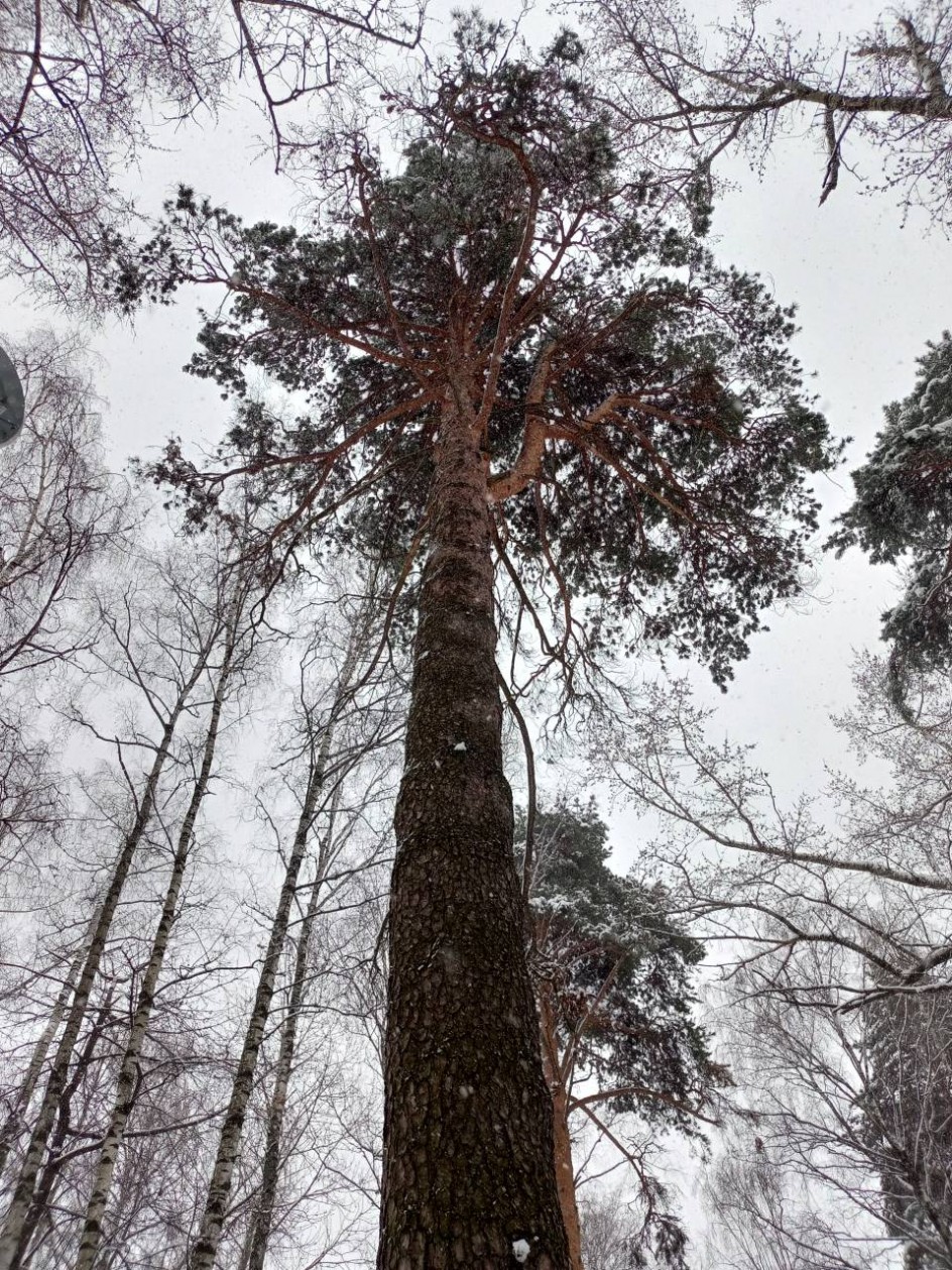 Весна под снегом