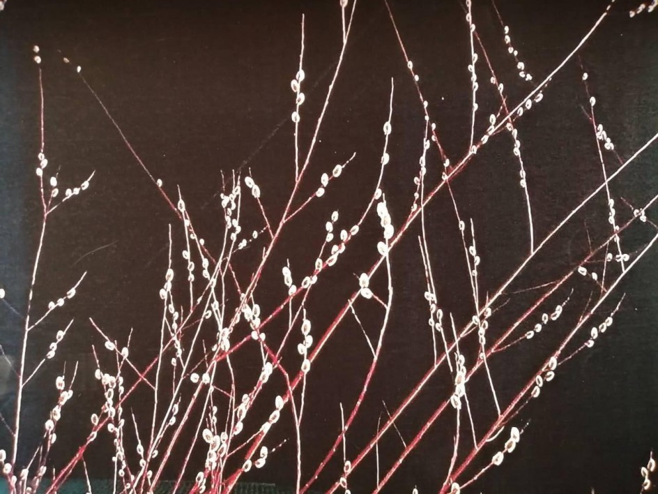 Верба расцвела