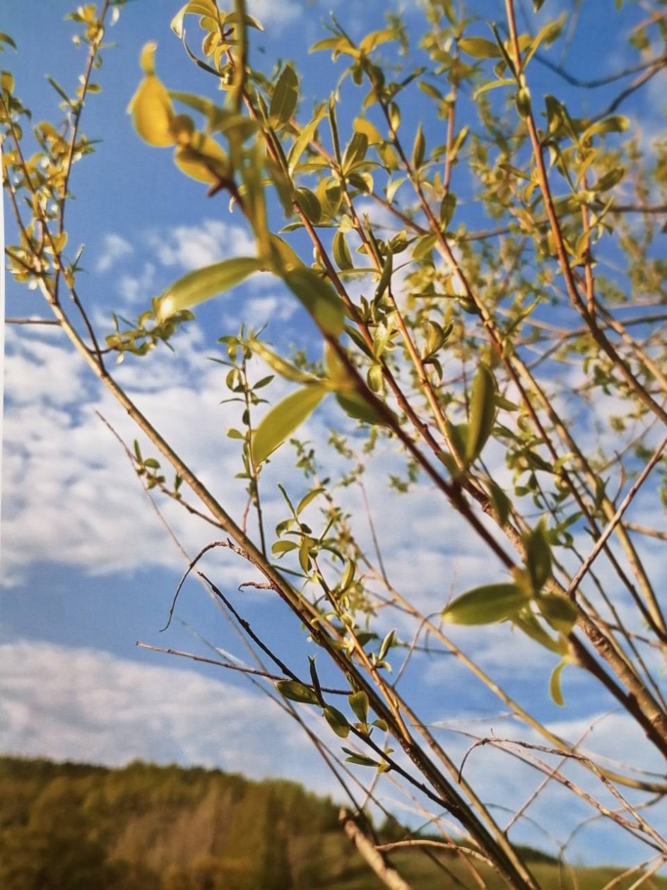 Первая зелень