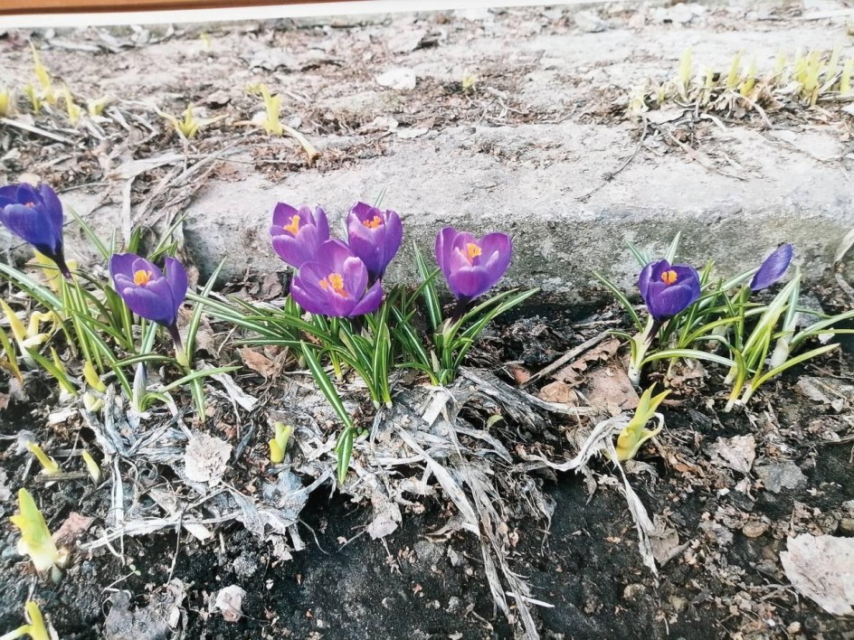 Первые цветы