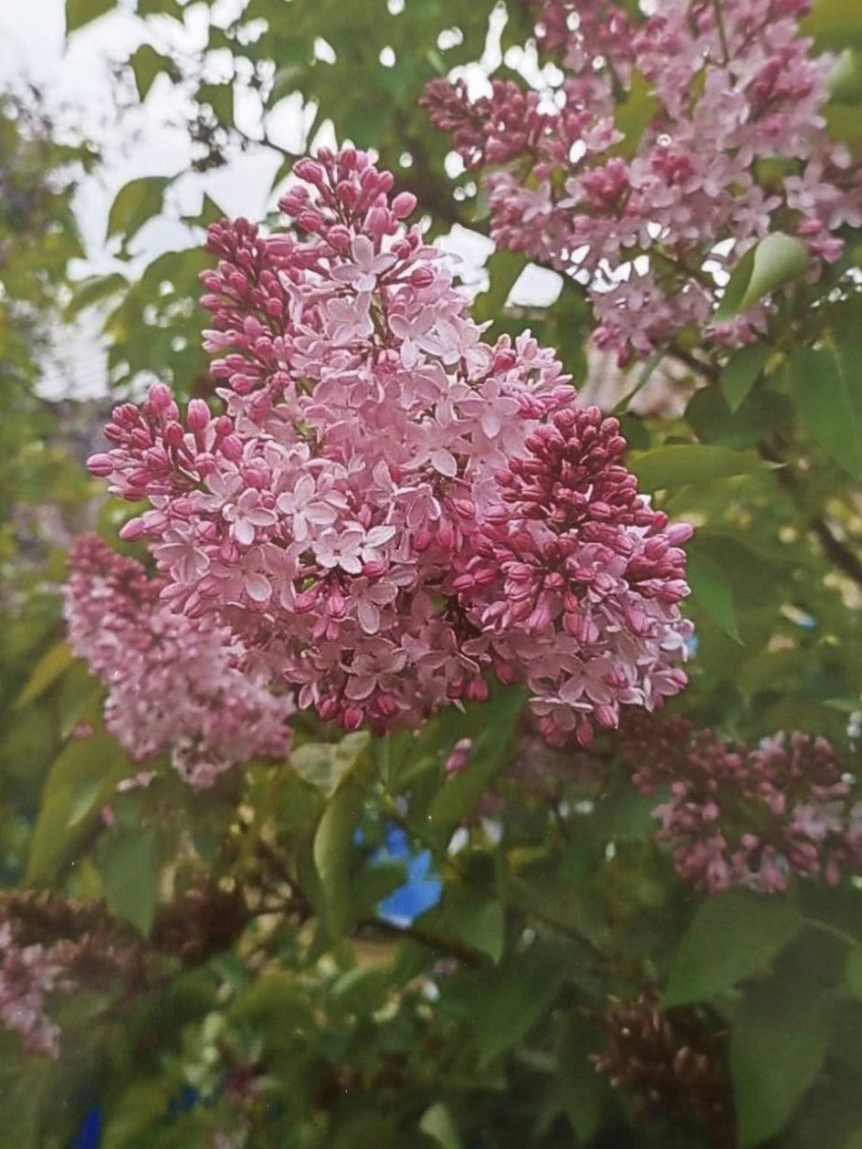 Сирень